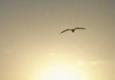 I believe I can fly
